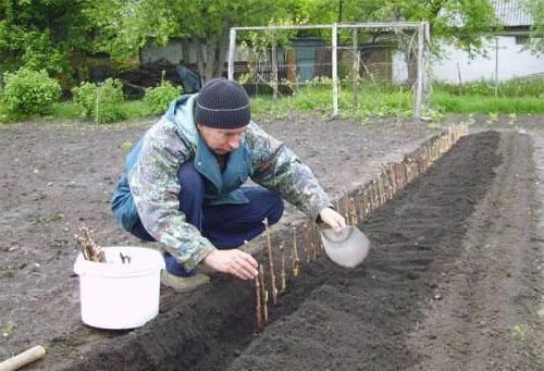 Druivenstekken planten in hun zomerhuisje