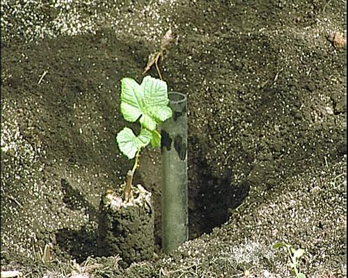 Voorjaarsaanplant van druivenstekken