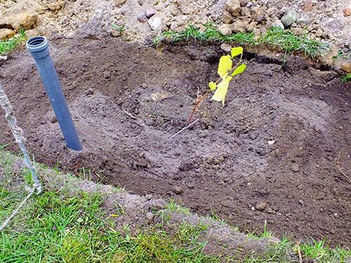 Zorgen voor een goede bewatering van het wortelstelsel van druiven