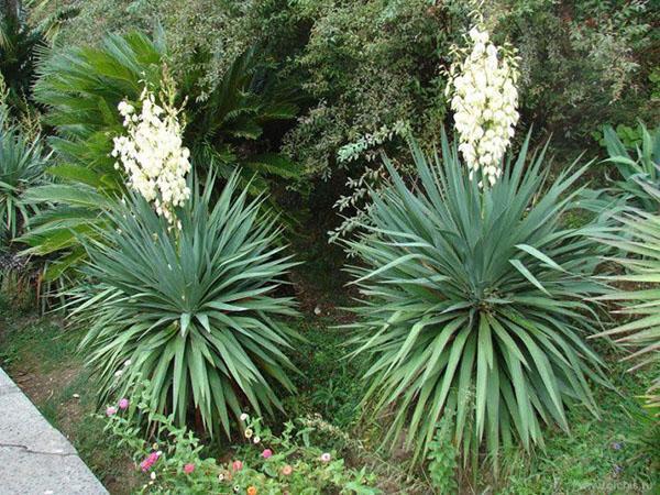 sadnja yucca vrta