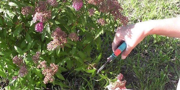 Spirea bijsnijden