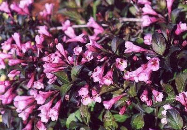 weigela cvjetanje