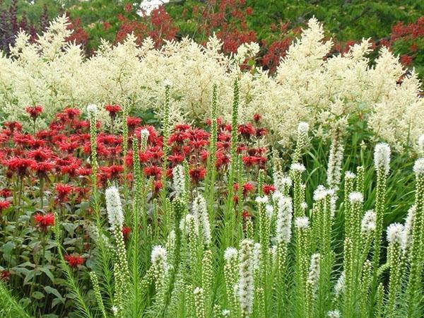 bloemen op de achtergrond van Volzhanka