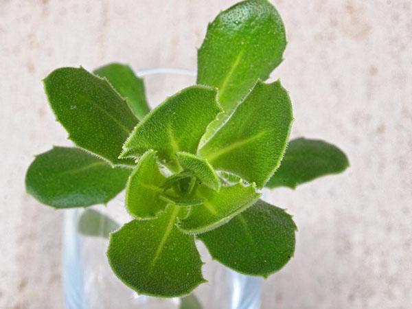 beworteling van het snijden van osteospermum