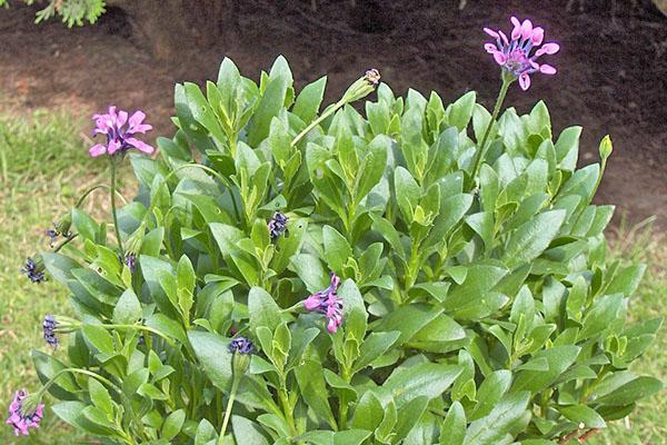 groeien en verzorgen van osteospermum