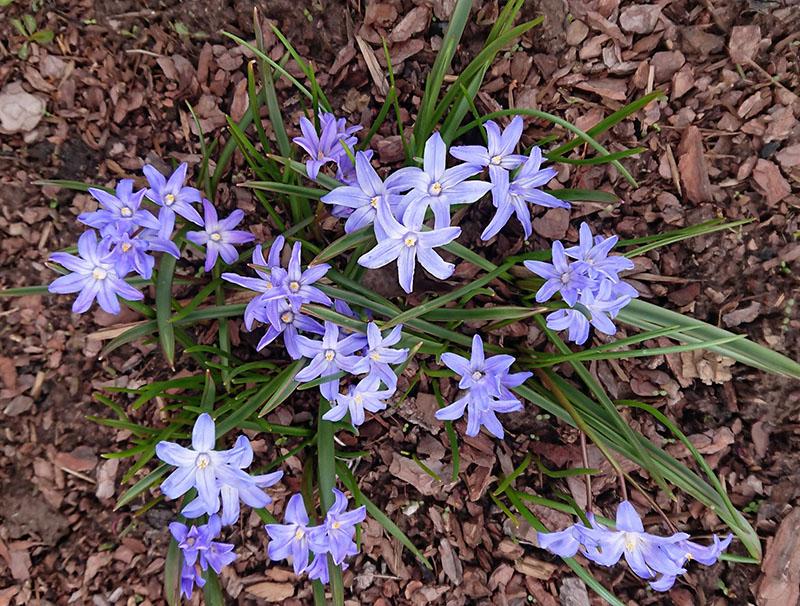 chionodox malčiranje