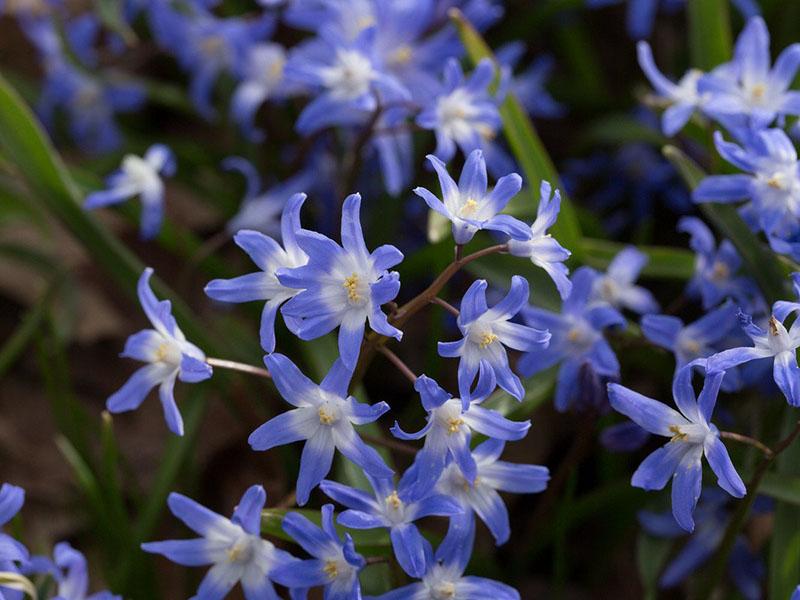 chionodoxa sardinijski