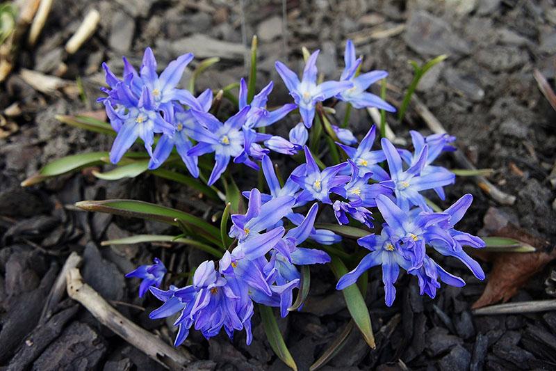 Chionodox Lucilia