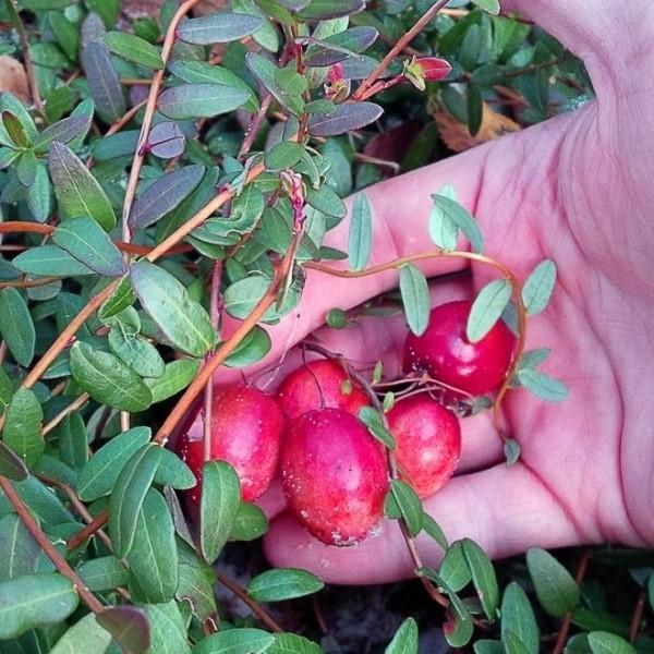 veenbessen met grote vruchten