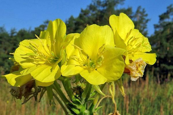 tweejaarlijkse teunisbloemtoepassing