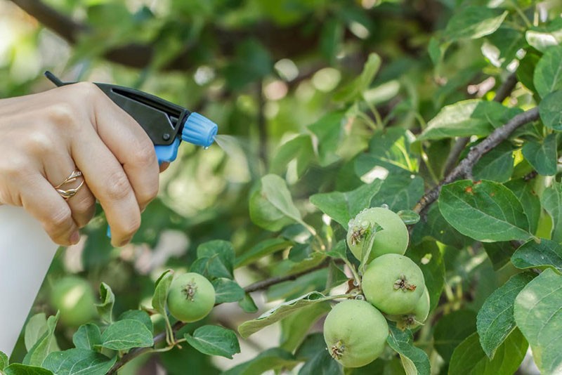 fruitbomen voeren