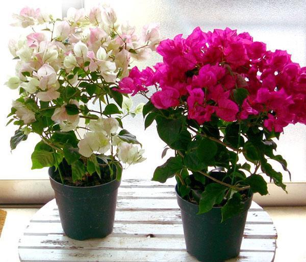 Bougainvillea op de kamer