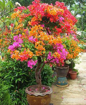 Bougainvillea vormen in een pot