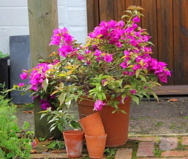 Bougainvillea verplanten in een ruime pot