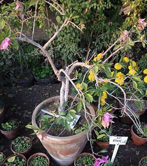 Bougainvillea gevallen bladeren en bloemen