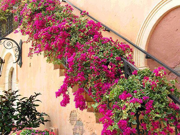 Bougainvillea trapdecoratie