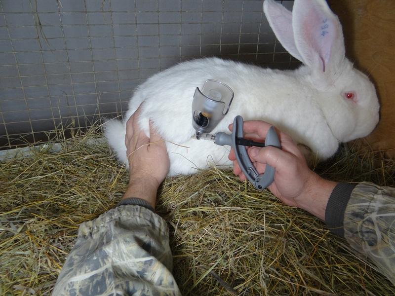 Konijnen vaccineren beschermt dieren tegen ziekten