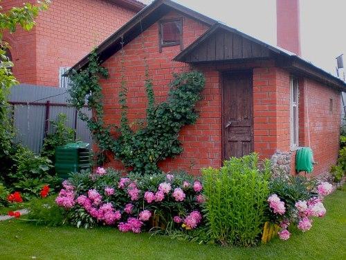 bloembed met pioenrozen voor het huis