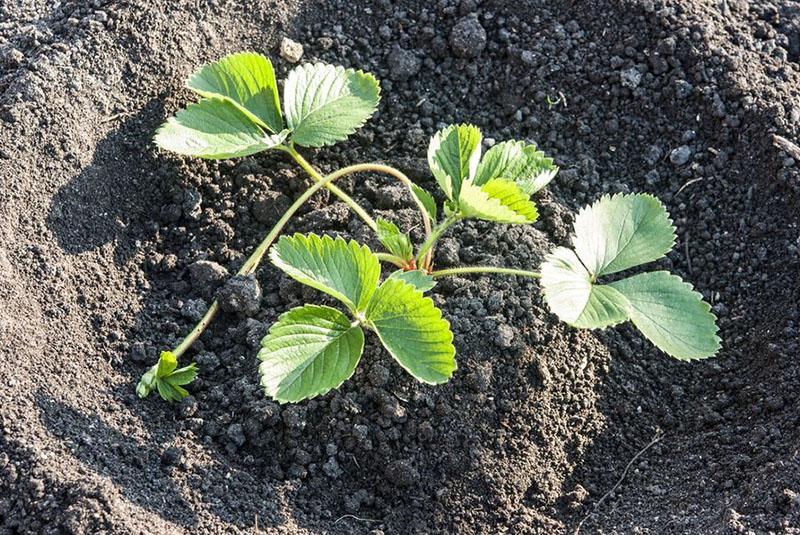 grondbewerking voor het planten van aardbeien