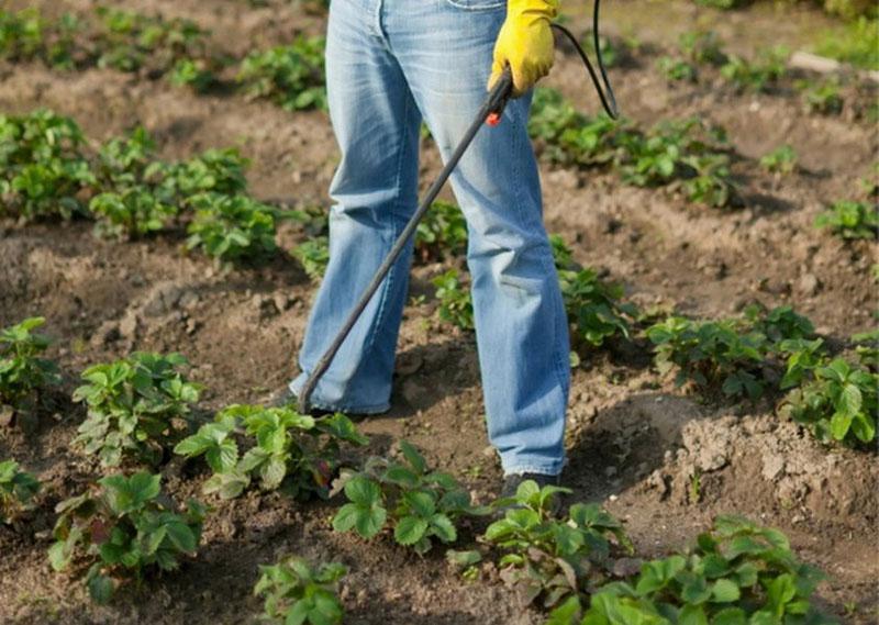 aardbeien verwerking