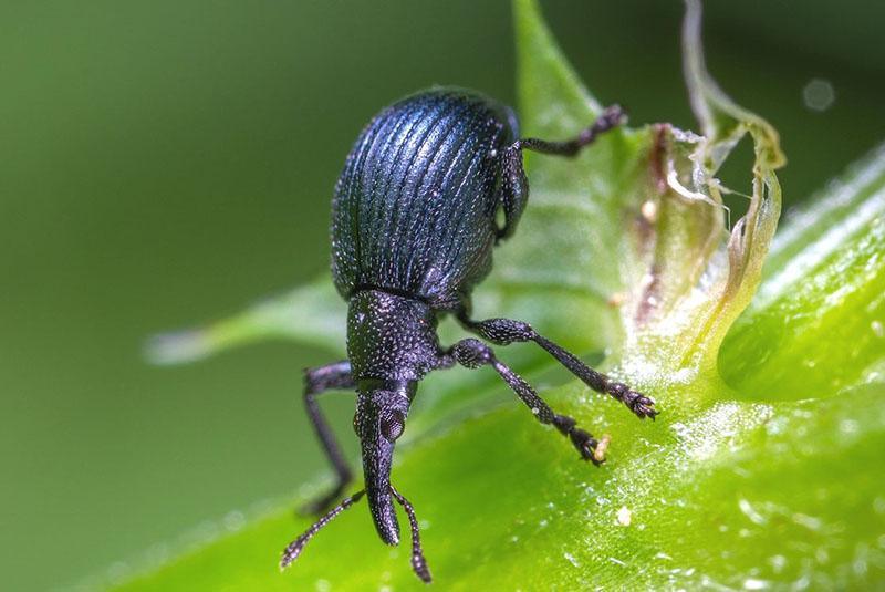 snuitkevers op aardbeien