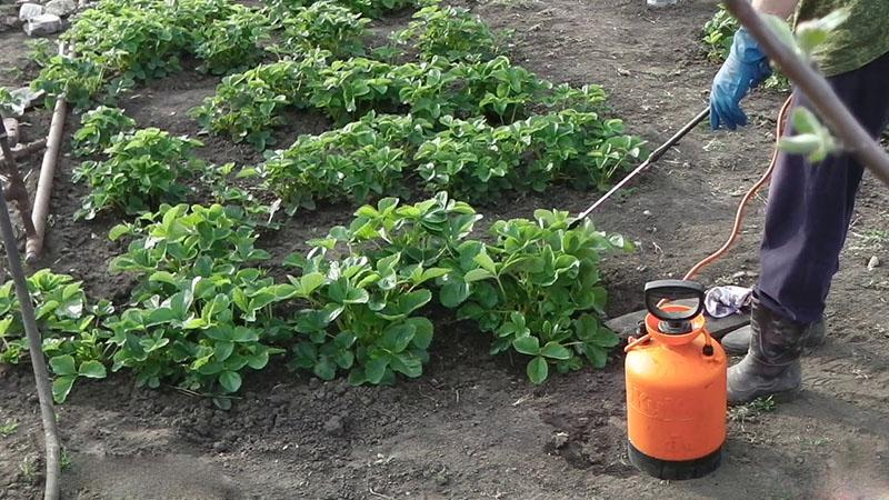 aardbeien voeren met jodium