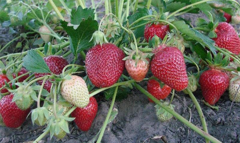 vruchtdragende aardbeien na voeding met jodium