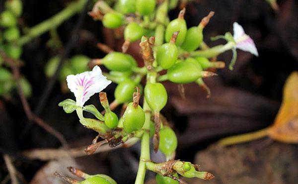 bloemen en vruchten van kardemom