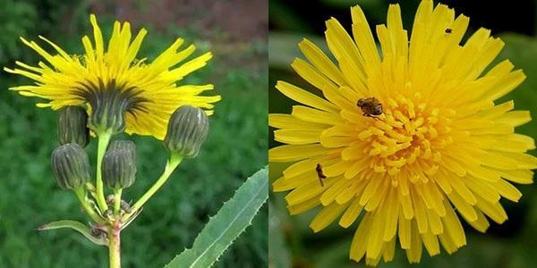 distel in bloei zaaien