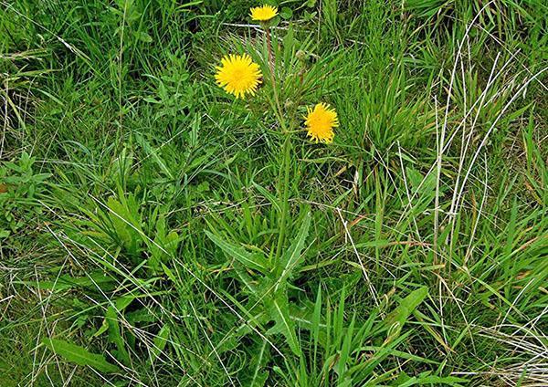 paardebloem plant