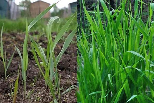 tarwegras in de tuin