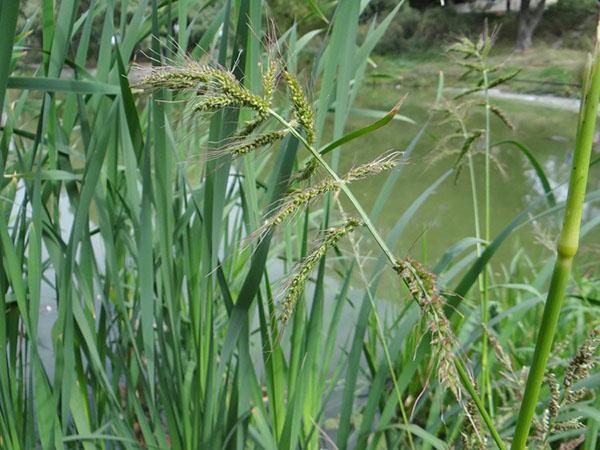 graanachtig onkruid