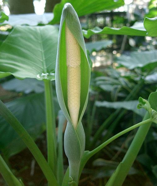 Bloeiende alocasia kan niet in huis gehouden worden