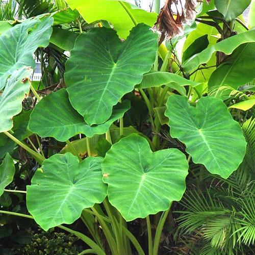 Grote wortel alocasia