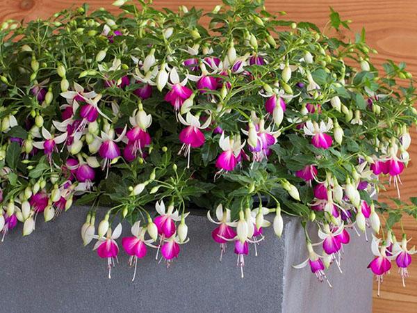 fuchsia gekweekt uit stekken