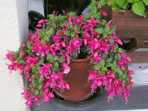 fuchsia bloemen