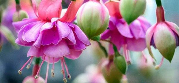 prachtige fuchsia