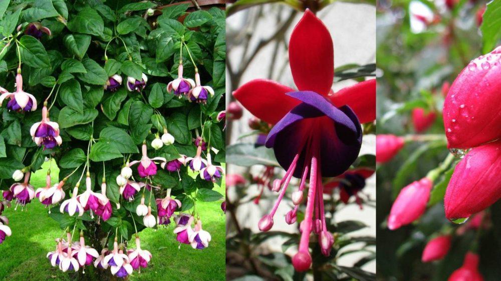 succesvolle teelt van fuchsia uit stekken