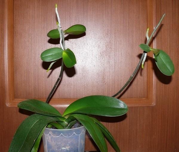 orchidee baby's met wortels