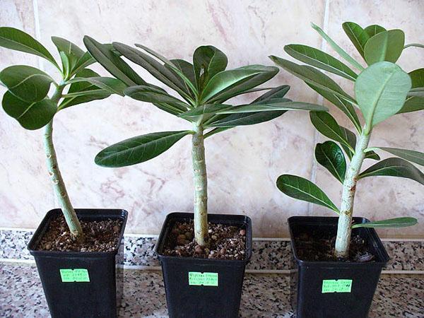 vermeerdering van adenium door stekken