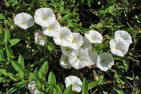 stengels, bloemen, bladeren