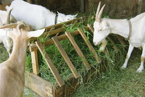 Geiten eten gemaaid gras