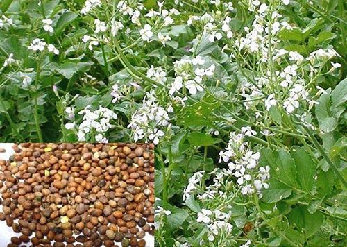 De olieradijs heeft geen knolgewas, maar alleen bloemen en zaden.