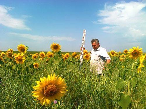 Rammenas kweken met zonnebloem