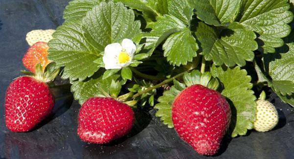 remontante tuin aardbei