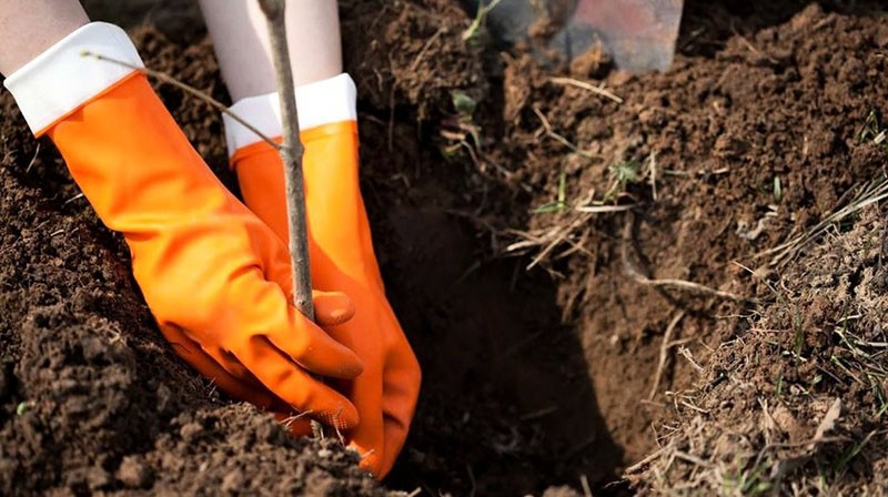 een perenzaailing planten