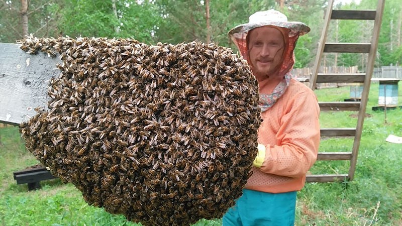 otkriveno rojenje pčela