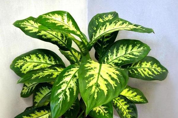 dieffenbachia