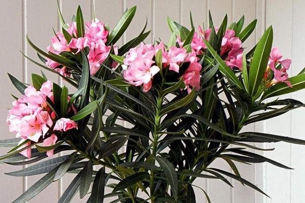 oleander