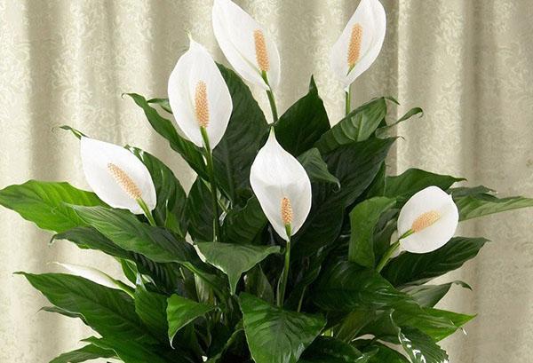 spathiphyllum